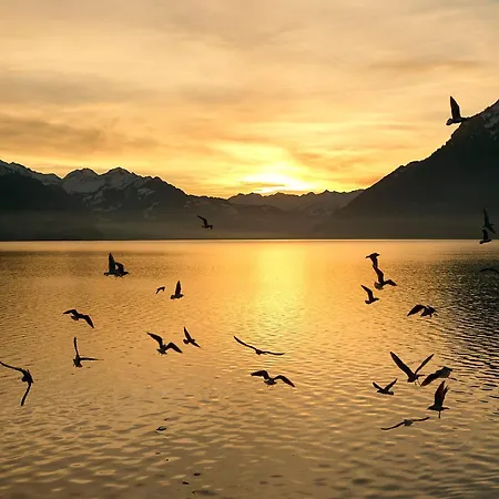 Daire Alpenblume - Direct View Brienz (Bern)