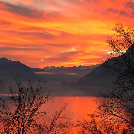 Alpenblume - Direct View Brienz (Bern)