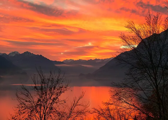 Alpenblume - Direct View Brienz (Bern)