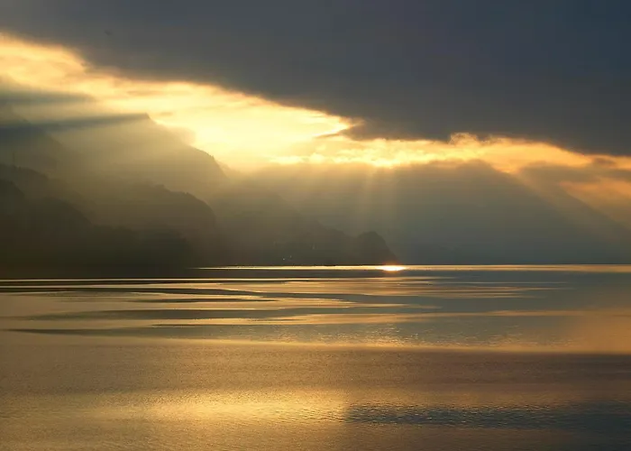 Alpenblume - Direct View *